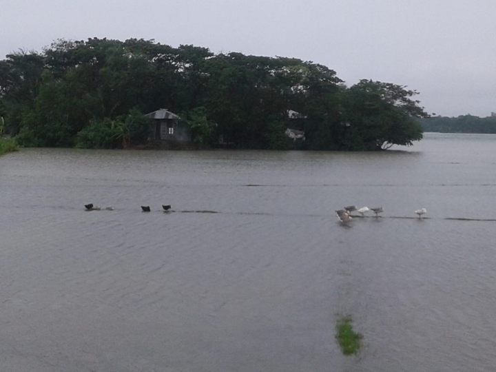 মনপুরার ভাঙ্গা বেড়ীবাঁধ দিয়ে পানি ডুকে ৩ গ্রাম সহ নিন্মাঞ্চল প্লাবিত