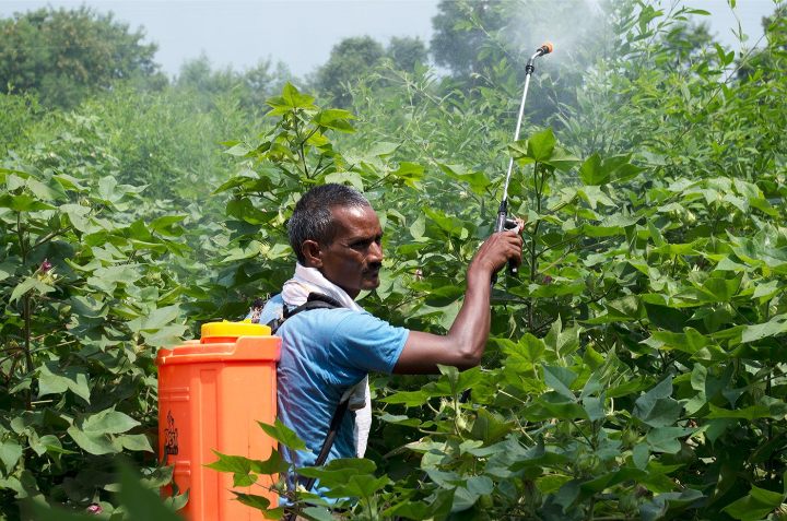 চরফ্যাশনে মাত্রাতিরিক্ত কীটনাশকের ব্যবহার