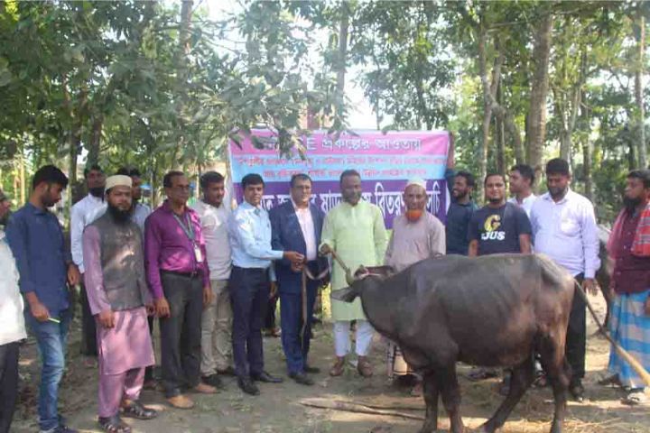 ভোলার মনপুরা ও বাউফলের খামারিদের মাঝে উন্নত জাতের বুল মহিষ বিতরন