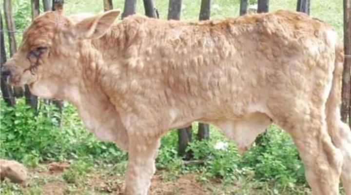 ভোলায় লাম্পি স্কিন রোগে আক্রান্ত হচ্ছে গরু || নেই ভ্যাকসিন