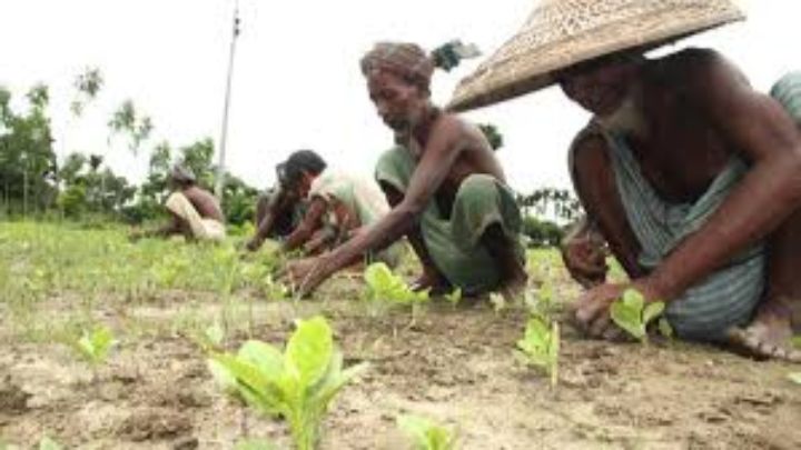 ভোলায় রবি শষ্যের প্রনোদণা পাচ্ছেন প্রায় ১০ হাজার কৃষক