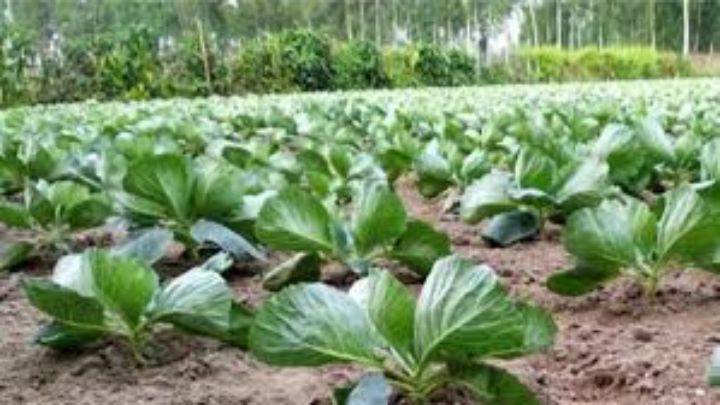 ভোলায় শীতকালীন সবজি উৎপাদনের লক্ষমাত্রা ১ লাখ ৪৩ হাজার মে:টন