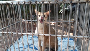 ভোলায় বিপন্ন প্রজাতির বন বিড়াল উদ্ধার