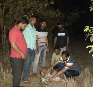 মনপুরায় লোকালয় থেকে উদ্ধার হওয়া হরিণ বনে অবমুক্ত