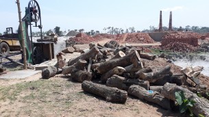 তজুমদ্দিনে সেরা ব্রিক্সে বনের  কাঠ দিয়ে পোড়ানো হচ্ছে ইট