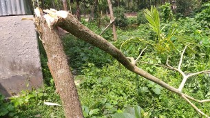 তজুমদ্দিনে মাদ্রাসা অধ্যক্ষের বিরুদ্ধে জমি দখলের উদ্দেশ্যে গাছ কাটার অভিযোগ