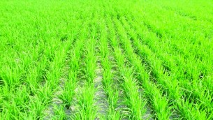 ভোলায় এবার আউশ আবাদের লক্ষমাত্রা প্রায় এক লাখ হেক্টর জমিতে