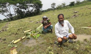 ভোলায় ভেলুমিয়ায় কলা গাছের উপর শত্রুতা