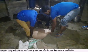 লালমোহনে মেম্বার ঘরের মাটি খুঁড়ে চালের বস্তা উদ্ধার