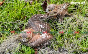 ভোলায় বিড়ল প্রজাতির খুড়ুলে পেঁচা উদ্ধার