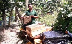 তজুমদ্দিনে রানী মৌমাছি বদলে দিলো জিহাদের ভাগ্য