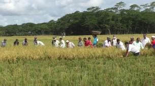 ভোলায় প্রন্তিক কৃষকের ধান কেটে দিল কৃষক লীগ