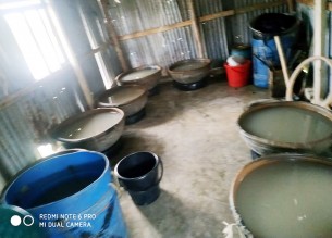 তজুমদ্দিনে ১ লক্ষ গলদা রেনু জব্দ