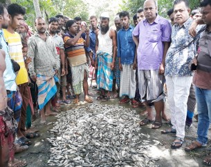 তজুমদ্দিনে ঘেরে বিষ প্রয়োগ করে  মাছ নিধনের অভিযোগ