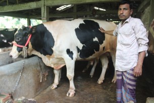 ভোলায় ৫ লাখ টাকায় বিক্রি হবে জসিমের 'জমিদার'