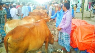 দৌলতখানে হাটে গরু  বেশি ক্রেতা কম