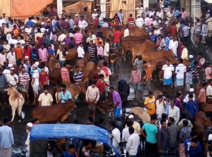 ভোলার ইলিশায় কোরবানির পশুর  হাটে কিছুটা বেড়েছে বিক্রি