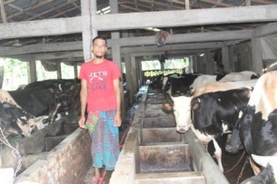 ভোলায় দুশ্চিন্তায় দিন কাটাচ্ছেন খামারিরা