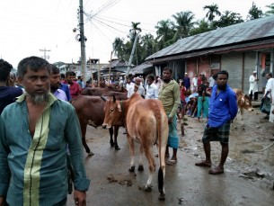 দৌলতখানে পশুর হাটে স্বাস্থ্য বিধির চরম লংঘন