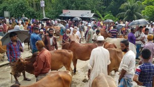 ভোলায় এখনো জমে উঠেনি পশুর হাট