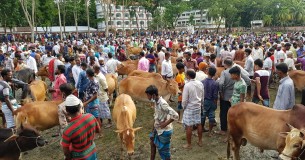 ভোলায় শেষ সময়ে জমে উঠেছে পশুর হাট, মাঝরি গরু’র চাহিদা বেশী