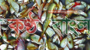 ভোলায় দেশীয় প্রজাতির মাছ বিলুপ্তির পথে