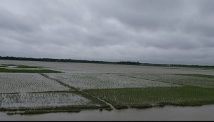 মনপুরায় জোয়ারের লবণাক্ত পানিতে ৩ শত হেক্টর জমির ফসলের ক্ষতি