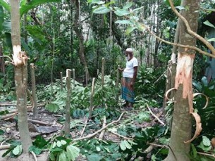 চরফ্যাসনে গাছের সাথে  এ  কেমন বর্বরতা!