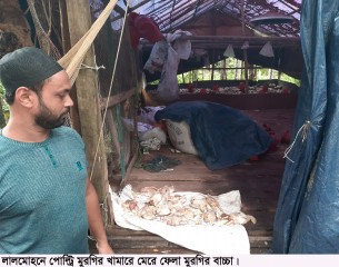 লালমোহনে পূর্ব বিরোধের জের ধরে খামারের অর্ধশত মুরগির বাচ্চা হত্যা