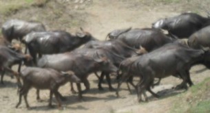 ভোলায় দুই কৃষকের ১৪টি মহিষ চুরি