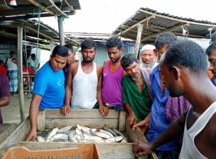 সাগরে প্রচুর ইলিশ ধরা পড়লেও  ভোলার নদীতে  কাঙ্খিত ইলিশ পাচ্ছেনা জেলোরা