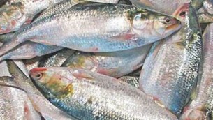 ভোলায় ১ লাখ ৬৩ হাজার মে:টন  ইলিশ উৎপাদনের লক্ষ্যমাত্রা