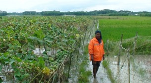 দৌলতখানে ধানসহ রবি শস্যের ব্যাপক ক্ষতি