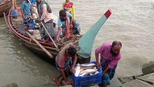 ভোলায় নিষেধাজ্ঞা শেষে নদীতে জেলেরা, মাছ কম দাম বেশি