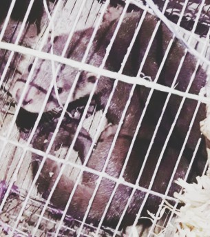 চরফ্যাশনে বিলুপ্ত প্রজাতির বন ভোদর অবমুক্ত