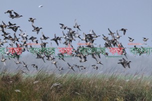 দীর্ঘ পথ পেরিয়ে উপকূলে বিপন্ন পরিযায়ী পাখির দল