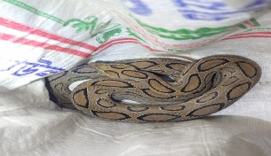 ভোলায় বিশাক্ত রাসেল ভাইপার সাপ উদ্ধার