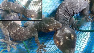 ভোলায় পাচারকালে বিপন্ন তিন তক্ষক উদ্ধার