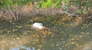 বোরহানউদ্দিনে অজ্ঞাত বৃদ্ধের মরদেহ উদ্ধার