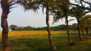 ভোলার খেজুর গাছ বিলুপ্তির পথে