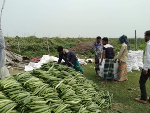ভোলার দুর্গম চরাঞ্চলে  সবজি চাষে বিপ্লব