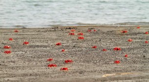 সাগরের বুকে তাডুয়া সৈকতে লাল কাঁকড়ার মিছিল