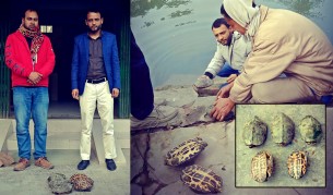 ভোলায় বিলুপ্ত প্রজাতির  কচ্ছপ উদ্ধার