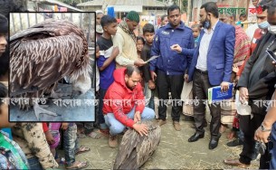 ভোলায় সংকটাপন্ন হিমালয়ী শকুন উদ্ধার