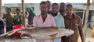 মনপুরায় ধরা পড়লো ২০  কেজি ওজনের কোড়াল