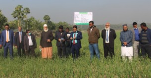 ভোলায় সবুজ বাংলা খামারে পেঁয়াজের বাম্পার ফলন