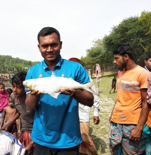 চরফ্যাসনের কুকরিতে পুকুরে মিললো ৮টি বড় ইলিশ