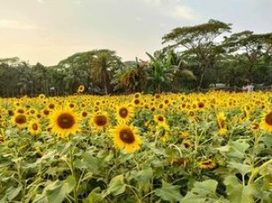 ভোলায় লক্ষ্যমাত্রার চাইতে বেশি জমিতে সূর্যমুখীর আবাদ