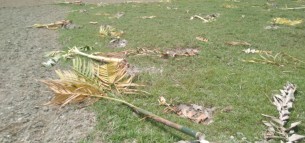 ভোলায় রাতের আধাঁরে শতাধিক গাছের চারা কর্তন