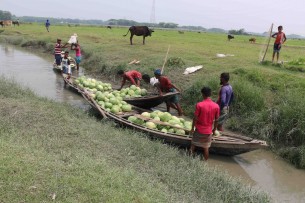 ভোলায় তরমুজের বাম্পার ফলন